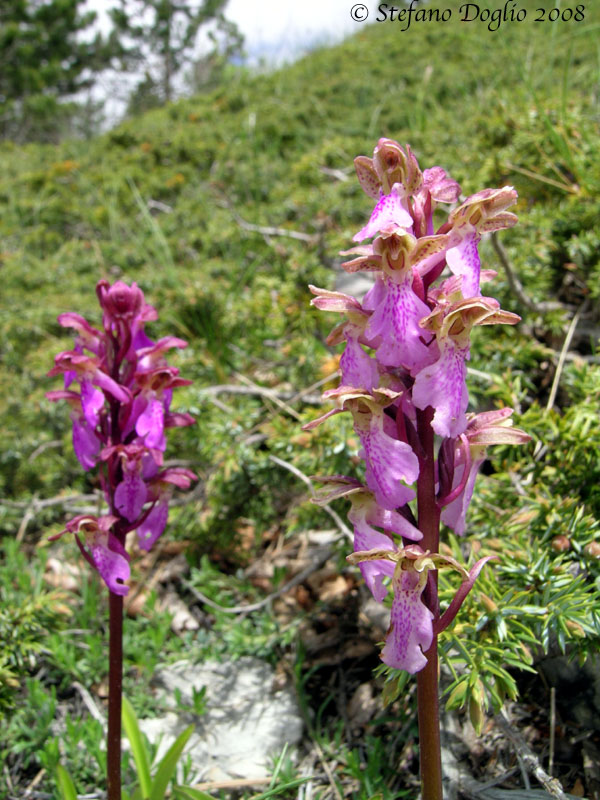 Orchis spitzelii e altro dai Simbruini